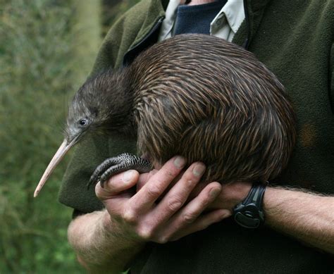 where to see kiwis in new zealand 20 places and map wayfaring kiwi