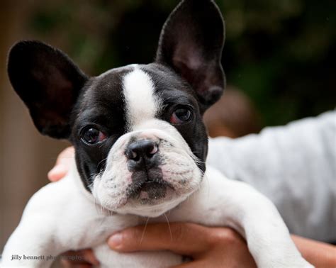 Tons of awesome french bulldogs wallpapers to download for free. RIVIERA DOGS: October 2012