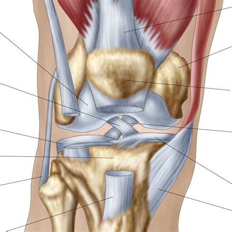 Knee Anatomy Gross Human Anatomy