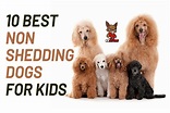10 Best Non Shedding Dogs for Kids - K9 Rocks