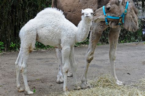 Cute Animal Picture Of The Day Dromedary Camel Baby