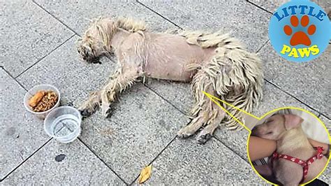 Sick And Starving Dog Who Lived On Streets Feels Love For The First Time