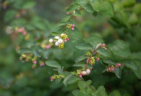 How To Grow And Care For Common Snowberry