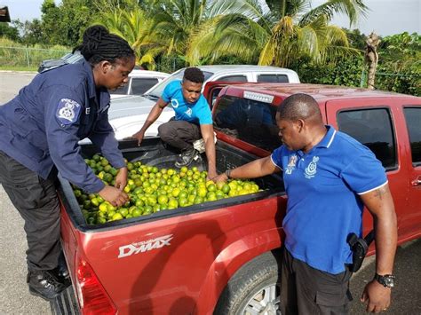 40 More Officers To Boost Predial Larceny Squad Trinidad Guardian
