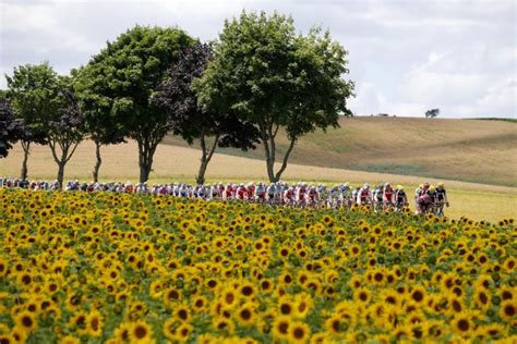 Fields Of Sunflowers Greet Tour De France Riders