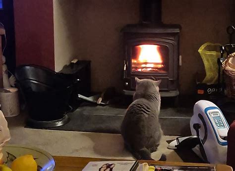 Max on Twitter: "Today is a very sad day: our beloved Pearl has purred