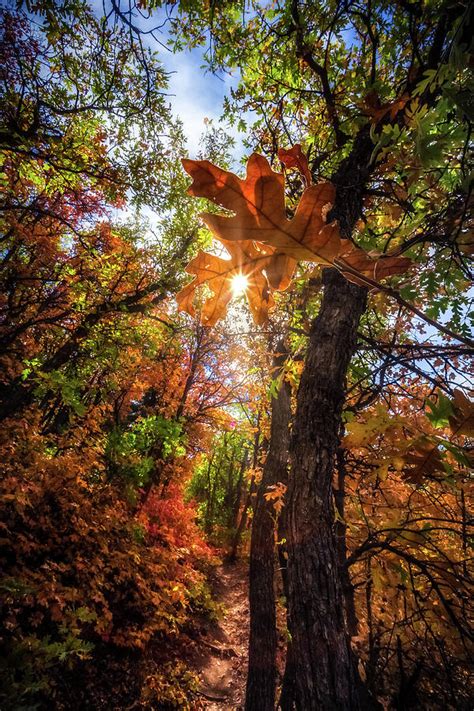 Autumn Trails Photograph By Gina Gardner Fine Art America