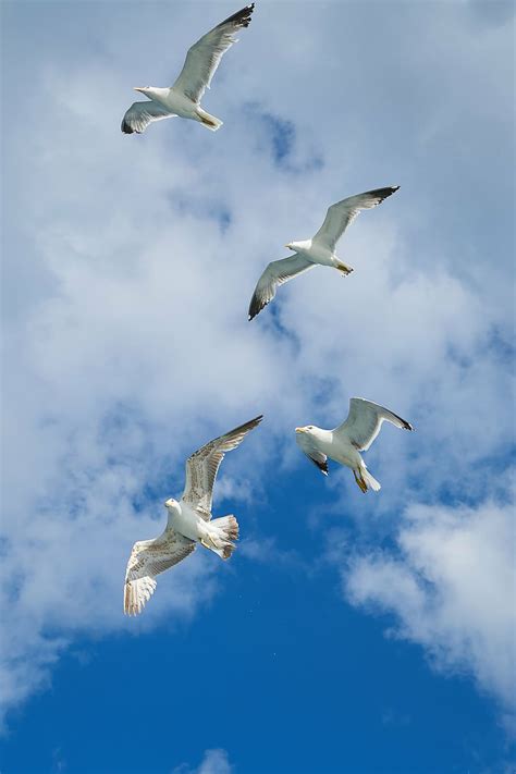 Four Flying White Birds Seagull Bird Wing Blue Nature Clouds