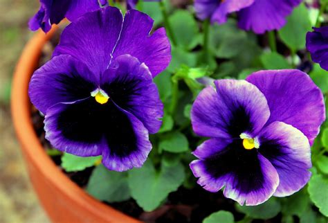 Purple Pansies In A Pot These Flowers Come In A Variety