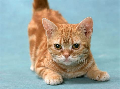 Small Facts And Information About The Small Leg Friend Munchkin Cat Pets Nurturing