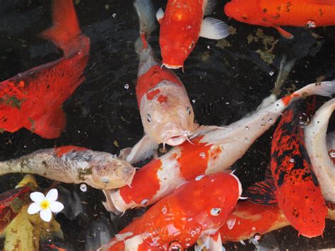 How To Keep Your Koi Fish Healthy