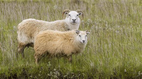 The Best Tasting Sheep Breeds Meat Sheep Varieties