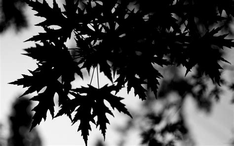 Black Leaves 2880x1800 Download High Quality Hd Wallpapers For Free