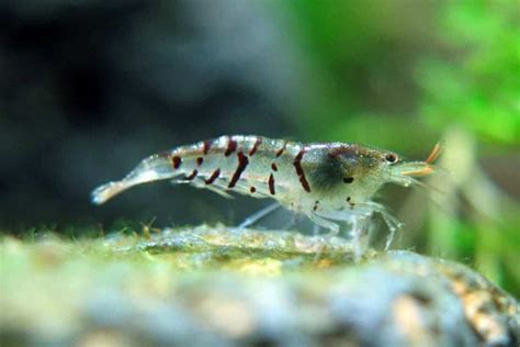 Bee Shrimp Detailed Guide Care Diet And Breeding Shrimp And Snail Breeder