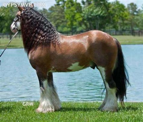 The gypsy vanner horse breed is the result of selective breeding of over 100 years. Gypsy Vanner Horse for Sale | Stallion | Golden buckskin blagdon Skewbald