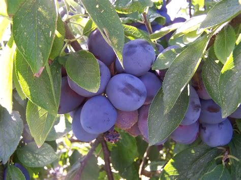 How To Grow Plum Trees Plant Instructions