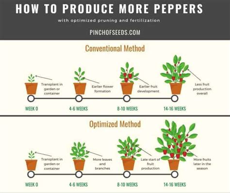 Growing Pepper Plants 6 Week Fertilizer And Pruning Plan