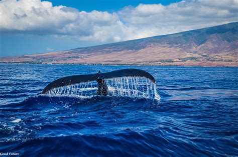 اسئلة ذكاء للكبار مع الجواب. الحوت الأزرق خصائص الحوت الأزرق ومعلومات مذهلة عن أضخم ...
