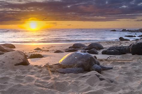 Turtle Beach Sunset Oahu Hawaii Photograph By Jianghui Zhang