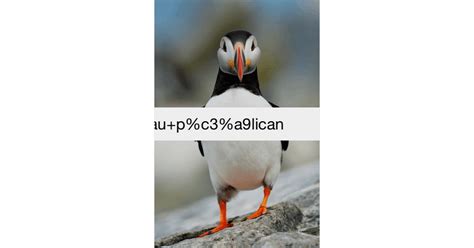 Oiseau Pélican Photos Télécharger Des Images Gratuites Sur Unsplash