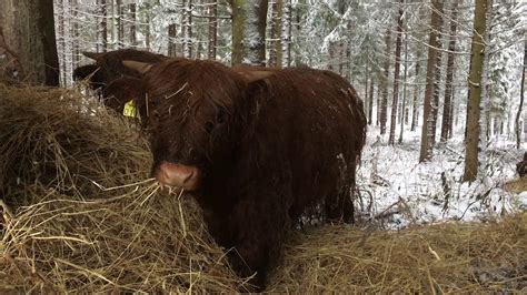 Scottish Highland Cattle In Finland Snowy Forest Full Of Cows 29th Of