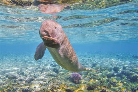 Sirenia Calf Dugong Baby In Red Sea Marsa Alam Egypt Stock Photo