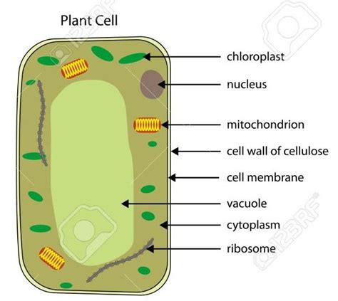Functions Of Plant Cells Diagram Quizlet