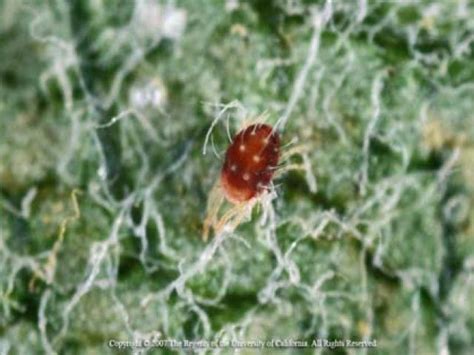 Pear Insect Mite And Nematode Pests Fruit And Nut Research And Information