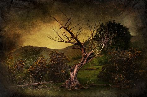 Dead Tree Digital Art By Svetlana Sewell