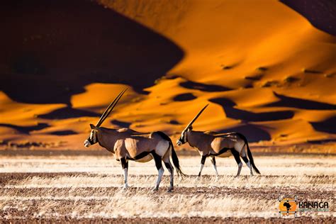 The Namib Desert Kanaga Africa Tours