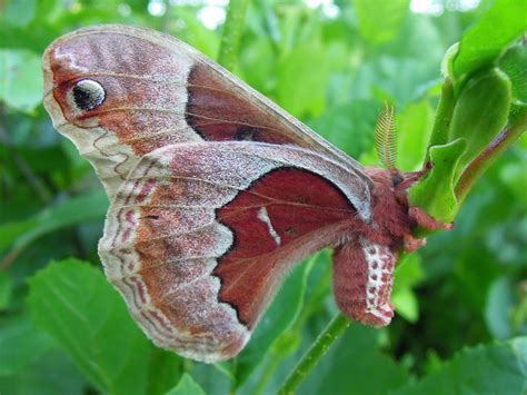 Promethea Moth Callosamia Promethea Female Resting On Sp Flickr