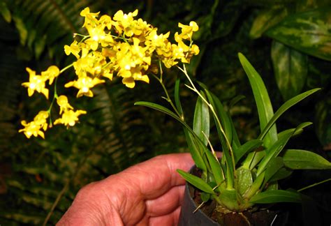 Oncidium Cheirophorum Großräschener Orchideen