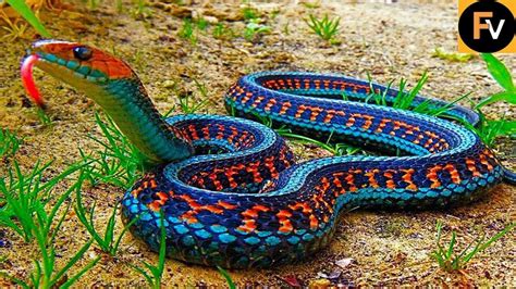 Pin By Aliah Mewbourn On Animals Beautiful Snakes Colorful Snakes
