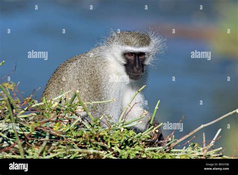 Vervet Monkey Blouaap Cercopithecus Aethiops In Tree Kruger