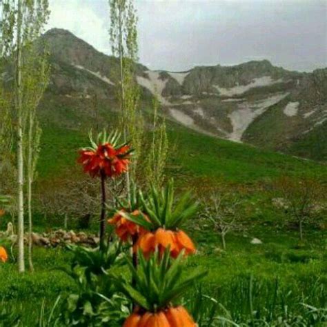 Kurdistan Australia Culture Mountains Natural Landmarks Plants