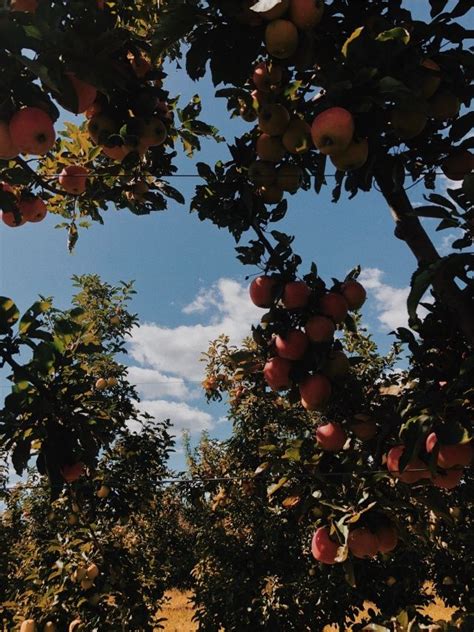 Vsco Tacomania9 Apple Orchard Aesthetic Just A Small Town Girl