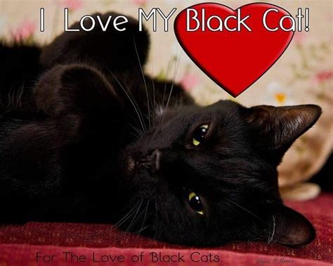I Love My Black Cat By Wayne Morris Black Cat Black Cat Lover Black
