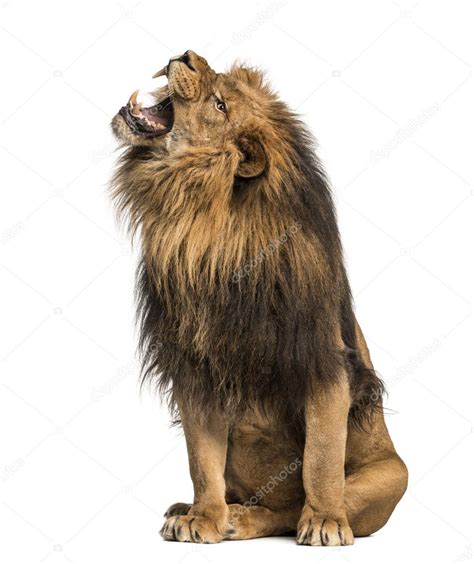 Lion Roaring Sitting Panthera Leo 10 Years Old Isolated On W