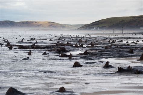 Prehistoric Forest Uncovered By Storms In Cardigan Bay In Pictures