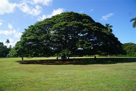 この木なんの木のある場所 子供の頃、この木なんの木は絶対に日本のどこかにあるって思っていました!笑 ですが、それは誤り。 本当はハワイ・オアフ島の『モアナルア・ガーデンズ・パーク』という公園にありました。 モアナルア・ガーデンズ・パークについて この木なんの木で有名なモアナルアガーデンに行ってきました ...