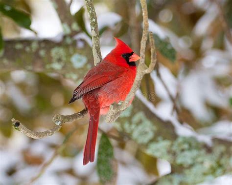 Cardinal In The Snow Stock Image Image Of Redbird Wintertime 42796165