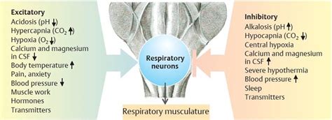 Control Of Respiration Physiology An Illustrated Review