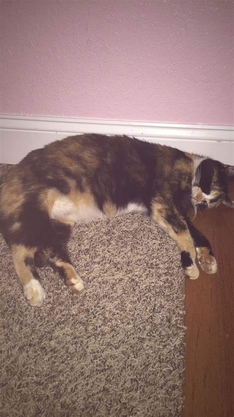 Pregnant Calico Cat Sleeping Cat Sleeping Calico Cat Calico