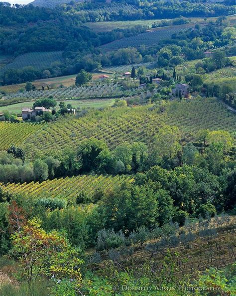 Tuscany Italy Valley Of Vineyards And Olive Orchards In
