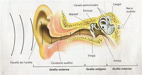 Els Sentits I El Sistema Nervi S