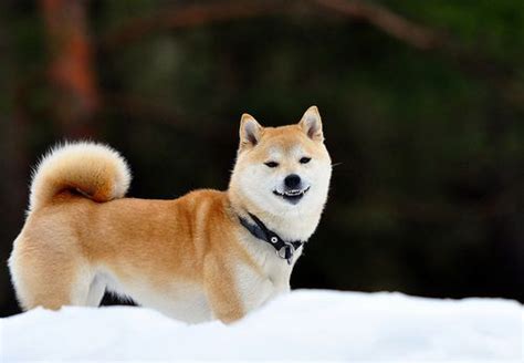 A shiba inu dog may be pefect for you. Shiba Inu . I want one. | Japanese dogs, Shiba inu, Shiba ...