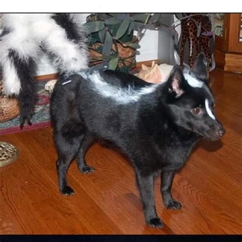 11 Dogs That Groomed To Look Like Other Animals Hubpages