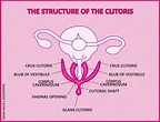 The structure of the clitoris, a medical poster female anatomy vagina ...