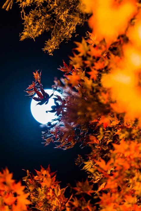 Autumn Moon Pictures Photos And Images For Facebook Tumblr