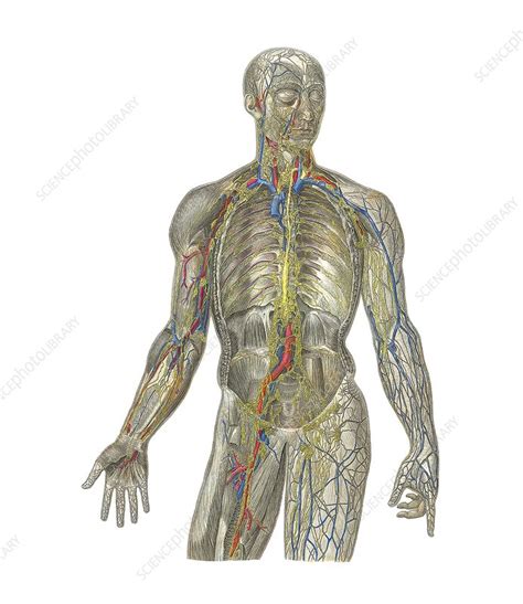 Circulatory And Nervous Systems Artwork Stock Image F0028442